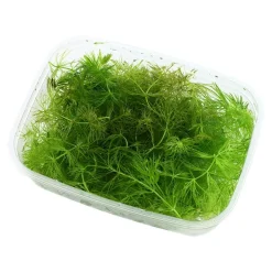 Tropica Akvarieplante i portion Ceratophyllum demersum Foxtail
