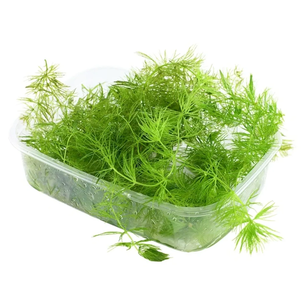 Tropica Akvarieplante i portion Ceratophyllum demersum Foxtail
