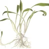 Tropica Akvarieplante i potte Cryptocoryne parva