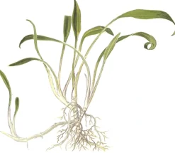 Tropica Akvarieplante i potte Cryptocoryne parva