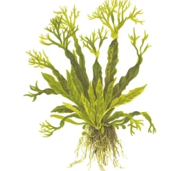 Tropica Akvarieplante i potte Microsorum pteropus Windeløv