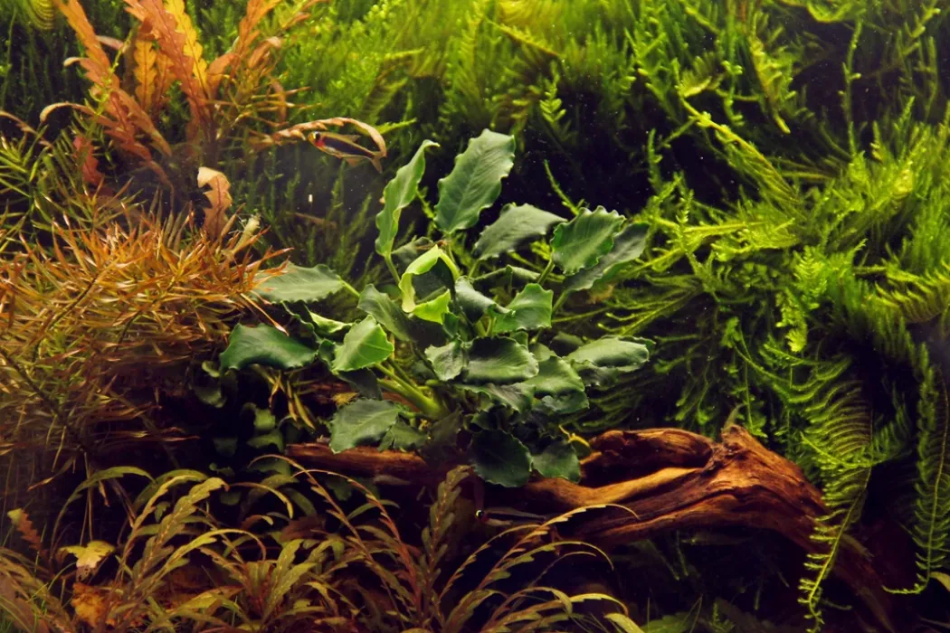 Tropica Akvarieplante i potte Anubias barteri variant nana Kirin