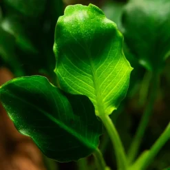Tropica Akvarieplante i potte Anubias barteri variant nana Kirin