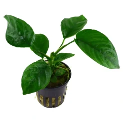 Tropica Akvarieplante i potte Anubias barteri caladiifolia