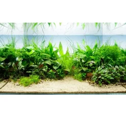 Tropica Akvarieplante i potte Anubias barteri caladiifolia