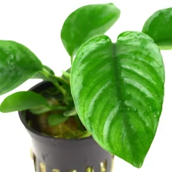 Tropica Akvarieplante i potte Anubias barteri caladiifolia