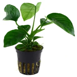 Tropica Akvarieplante i potte Anubias barteri caladiifolia