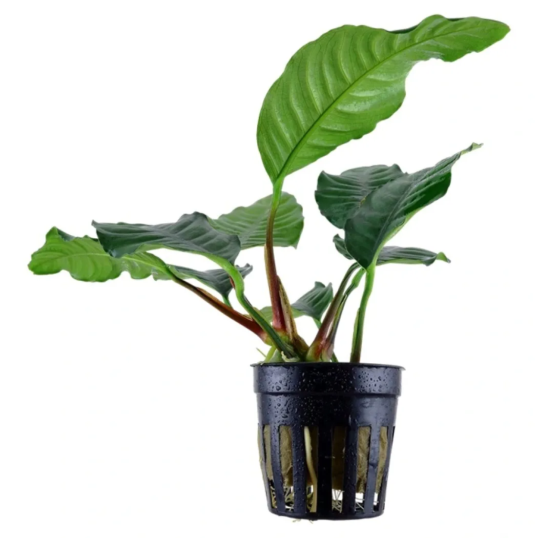 Tropica Akvarieplante i potte Anubias barteri coffeefolia