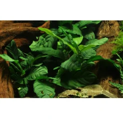 Tropica Akvarieplante i potte Anubias barteri coffeefolia