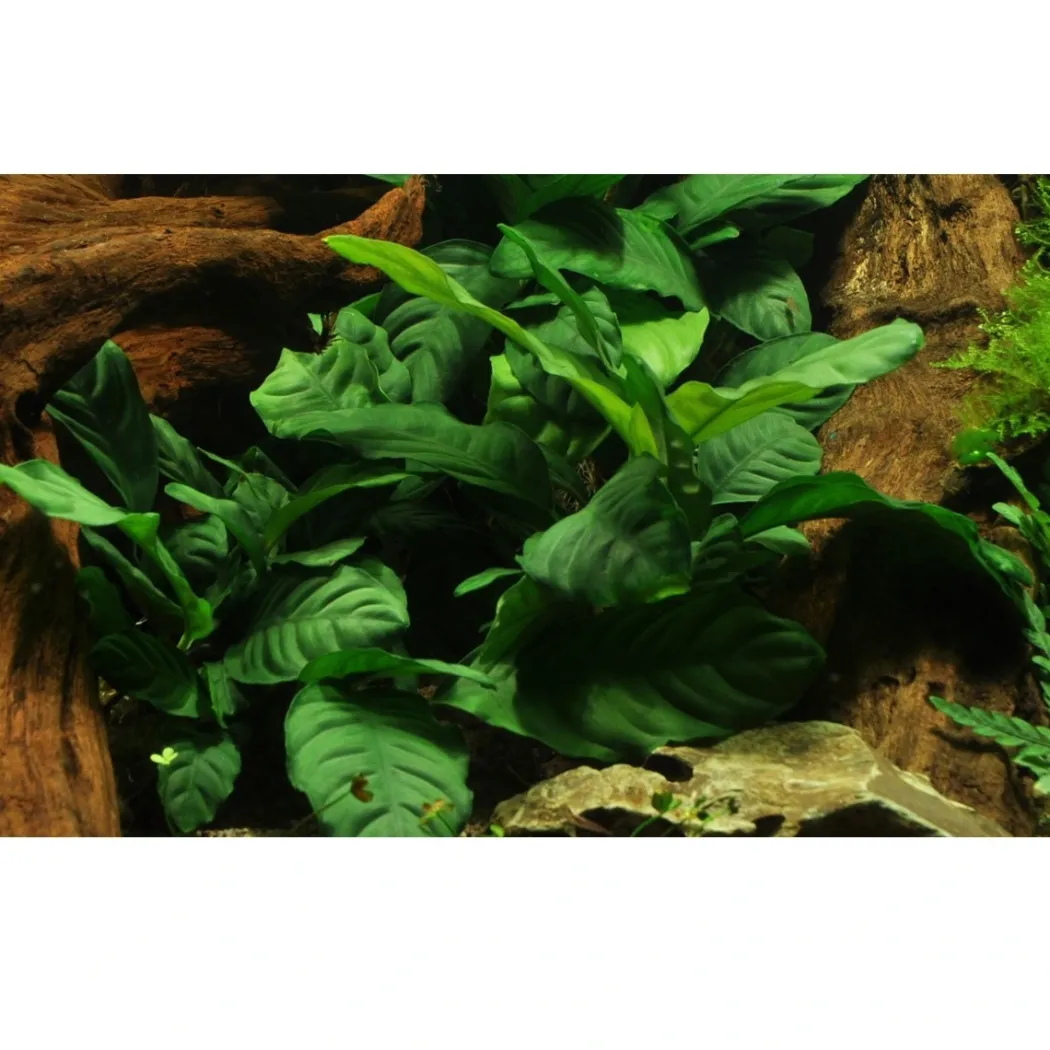 Tropica Akvarieplante i potte Anubias barteri coffeefolia