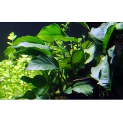 Tropica Akvarieplante i potte Anubias barteri variant barteri