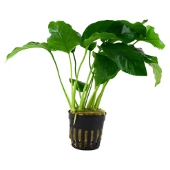 Tropica Akvarieplante i potte Anubias barteri variant barteri