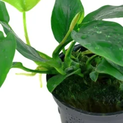 Tropica Akvarieplante i potte Anubias barteri Nana