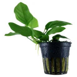 Tropica Akvarieplante i potte Anubias barteri Nana