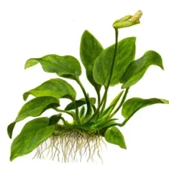 Tropica Akvarieplante i potte Anubias barteri Nana