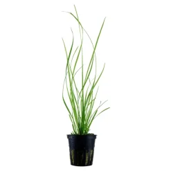 Tropica Akvarieplante i potte Cyperus helferi