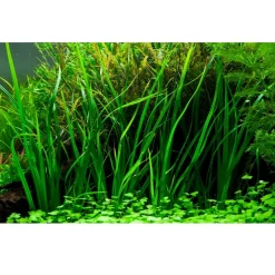 Tropica Akvarieplante i potte Cyperus helferi