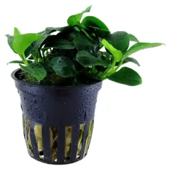 Tropica Akvarieplante i potte Anubias sp. Petite