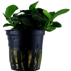 Tropica Akvarieplante i potte Anubias sp. Petite