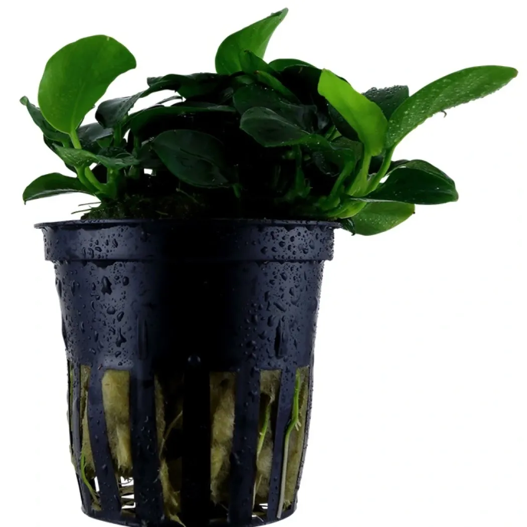 Tropica Akvarieplante i potte Anubias sp. Petite