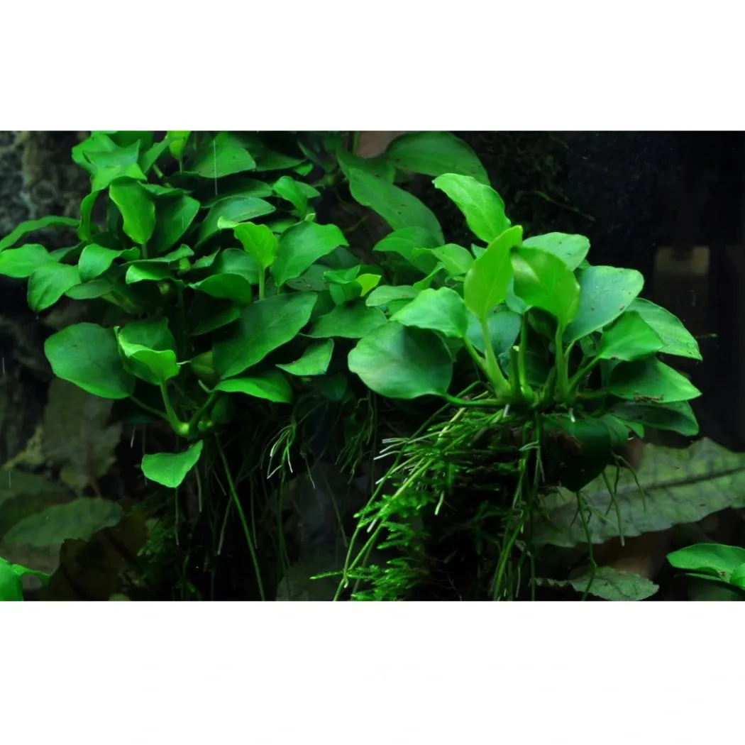 Tropica Akvarieplante i potte Anubias sp. Petite