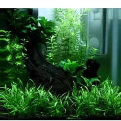 Tropica Akvarieplante i potte Anubias sp. Petite