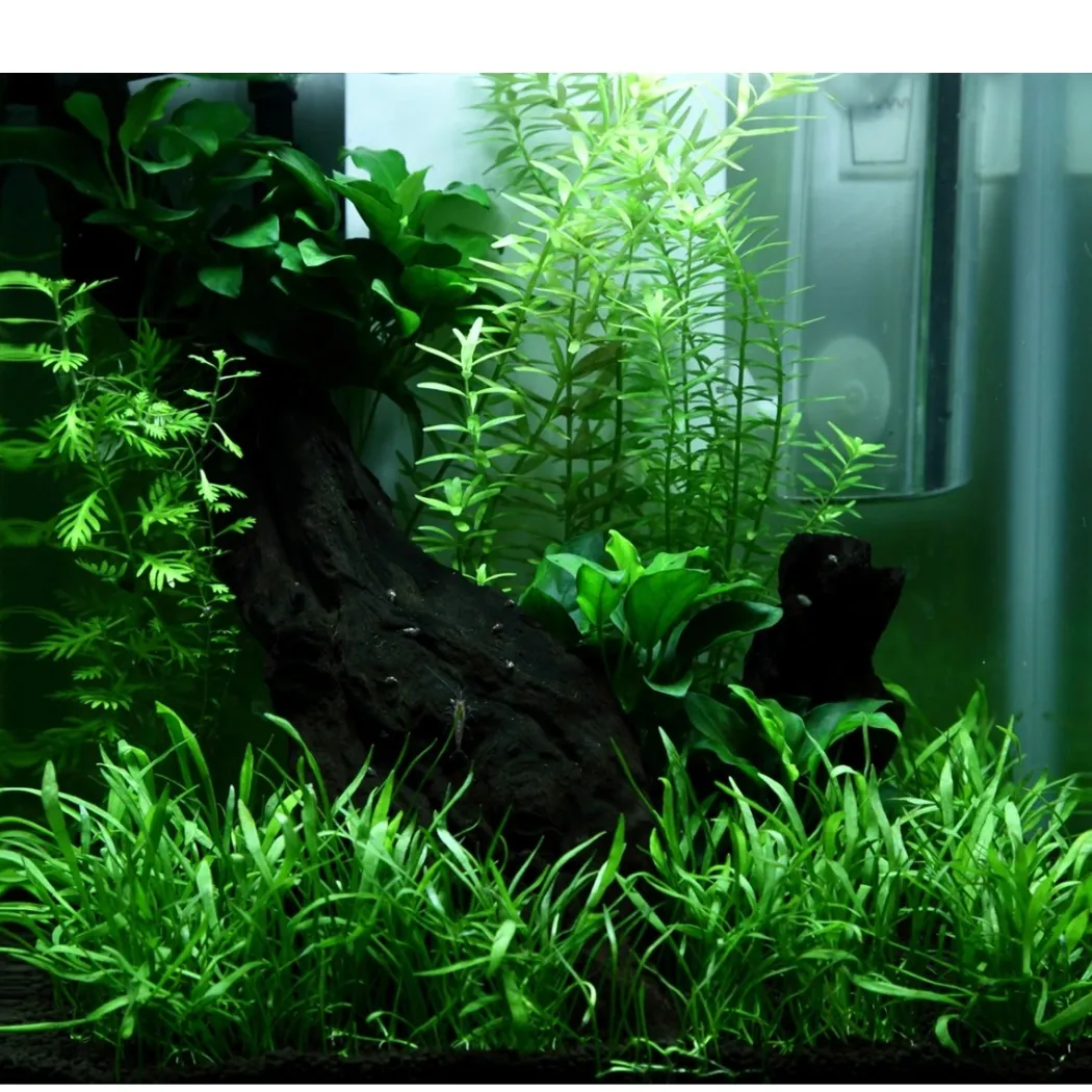 Tropica Akvarieplante i potte Anubias sp. Petite