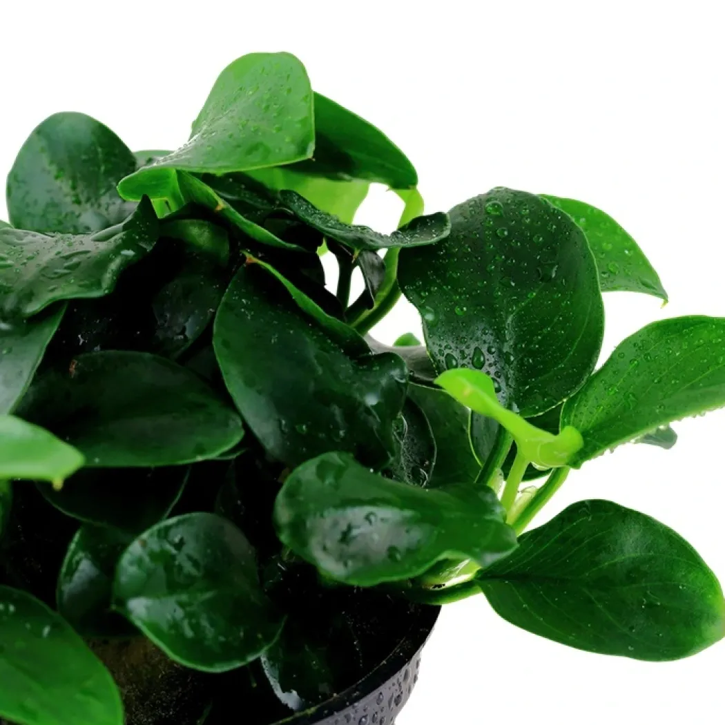 Tropica Akvarieplante i potte Anubias sp. Petite