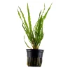 Tropica Akvarieplante i potte Cryptocoryne crispatula