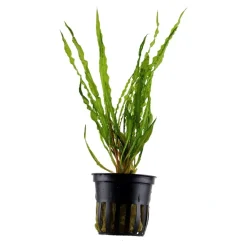 Tropica Akvarieplante i potte Cryptocoryne crispatula