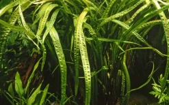 Tropica Akvarieplante i potte Cryptocoryne crispatula