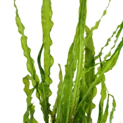 Tropica Akvarieplante i potte Cryptocoryne crispatula