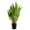 Tropica Akvarieplante i potte Cryptocoryne undulata broad leaves