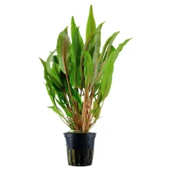Tropica Akvarieplante i potte Cryptocoryne undulata broad leaves