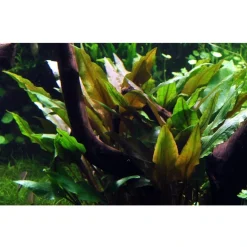 Tropica Akvarieplante i potte Cryptocoryne undulata broad leaves