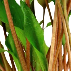 Tropica Akvarieplante i potte Cryptocoryne undulata broad leaves
