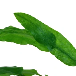 Tropica Akvarieplante i potte Cryptocoryne wendtii Green