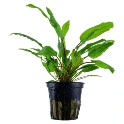 Tropica Akvarieplante i potte Cryptocoryne wendtii Green