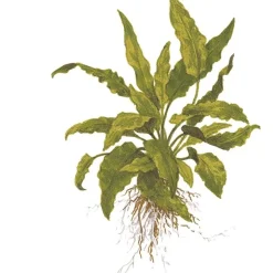 Tropica Akvarieplante i potte Cryptocoryne wendtii Green