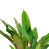 Tropica Akvarieplante i potte Cryptocoryne beckettii petchii