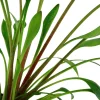 Tropica Akvarieplante i potte Cryptocoryne x willisii