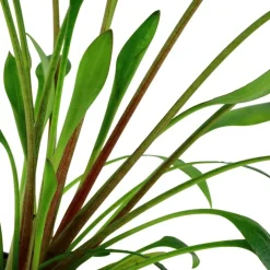 Tropica Akvarieplante i potte Cryptocoryne x willisii