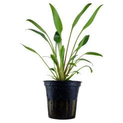 Tropica Akvarieplante i potte Cryptocoryne x willisii