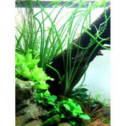 Tropica Akvarieplante i potte Crinum calamistratum