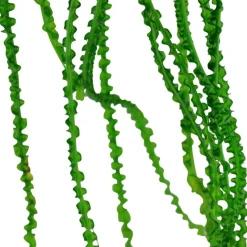 Tropica Akvarieplante i potte Crinum calamistratum