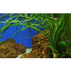 Tropica Akvarieplante i potte Crinum calamistratum