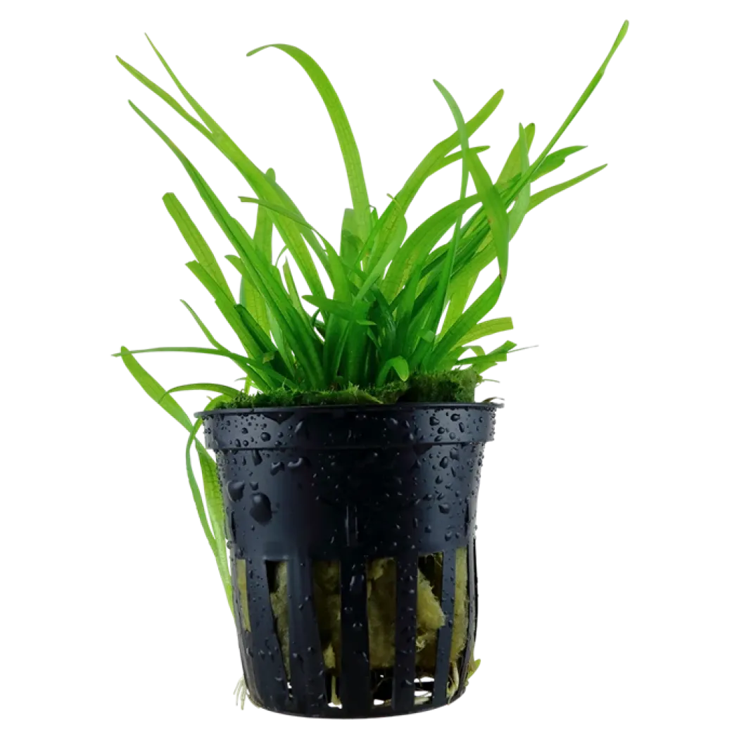 Tropica Akvarieplante i potte Sagittaria subulata