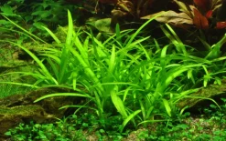 Tropica Akvarieplante i potte Sagittaria subulata