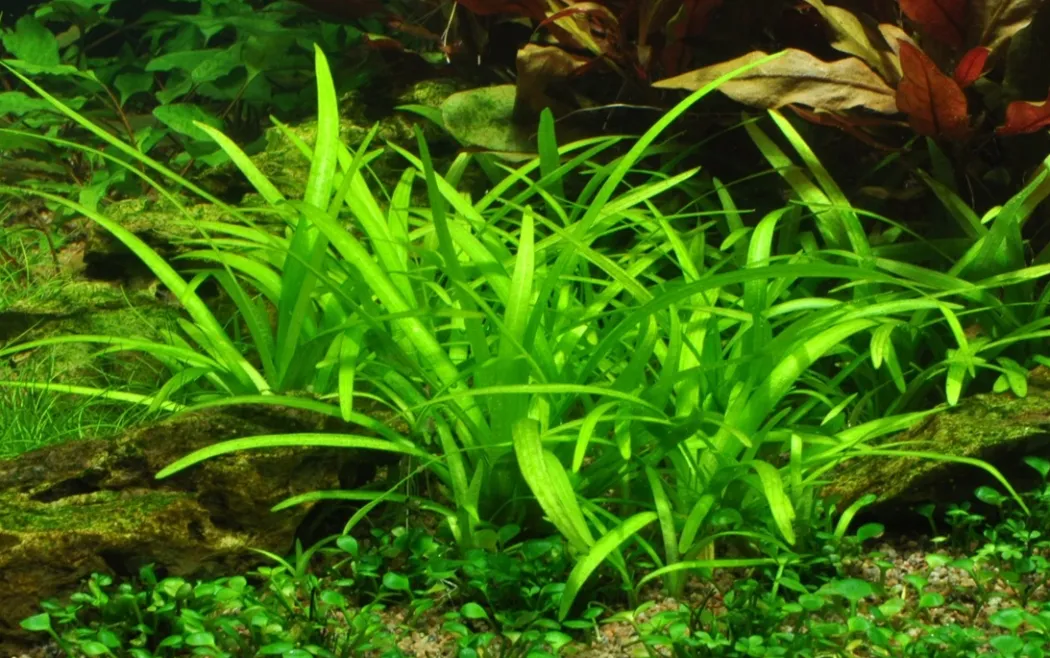 Tropica Akvarieplante i potte Sagittaria subulata