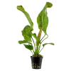 Tropica Akvarieplante i potte Echinodorus Ozelot green